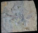 Ordovician Aged Starfish and Crinoid Fossils #8404-1